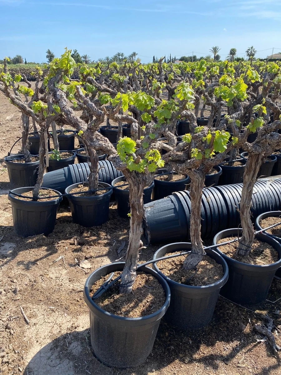 Druif, Op Stam (Vitis Vinifera) - Afbeelding 4