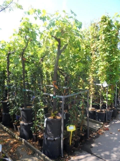 Druif, Op Stam (Vitis Vinifera) - Afbeelding 18