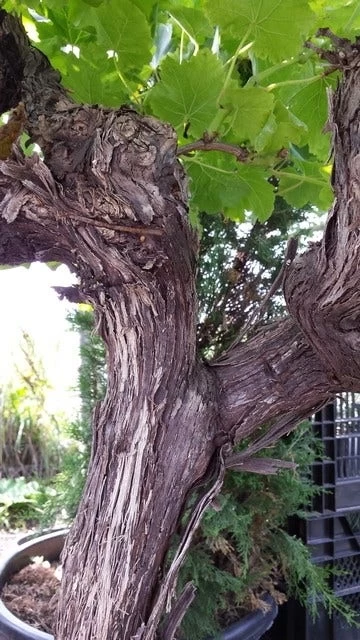 Druif, Op Stam (Vitis Vinifera) - Afbeelding 11