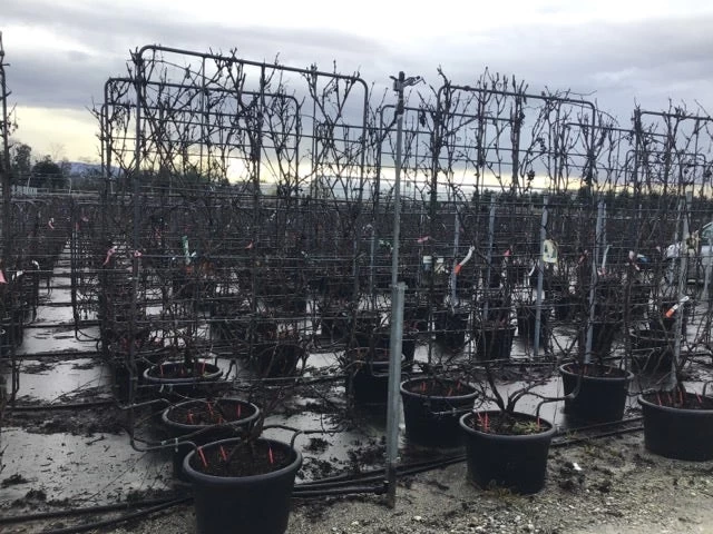 Druif Als Leivorm (Vitis Vinifera 'Red Globe')