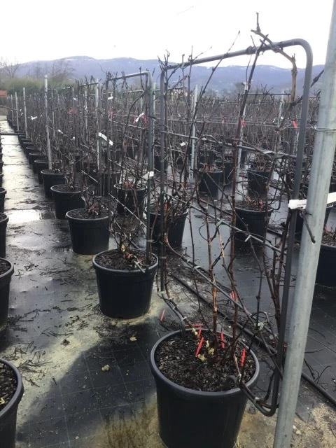 Witte Druif Als Leivorm (Vitis Vinifera 'Suzi') - Afbeelding 2