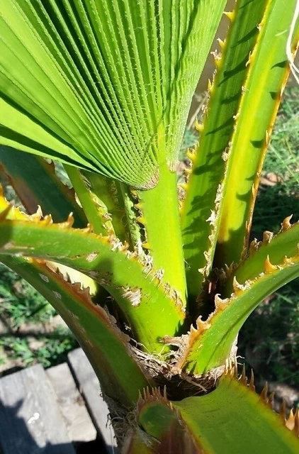 Washingtonia (Washingtonia Robusta) - Afbeelding 5