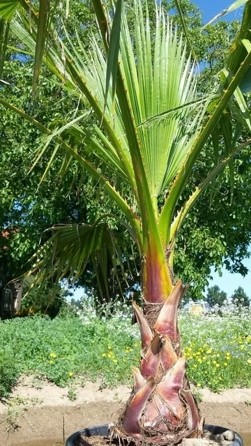 Washingtonia (Washingtonia Robusta) - Afbeelding 2
