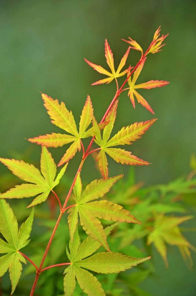 Japanse Esdoorn (Acer Palmatum 'Sangokaku') - Afbeelding 5