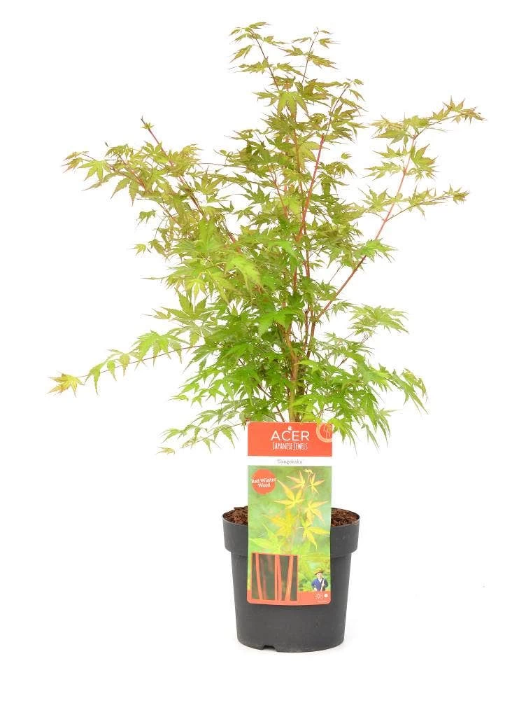 Japanse Esdoorn (Acer Palmatum 'Sangokaku') - Afbeelding 4