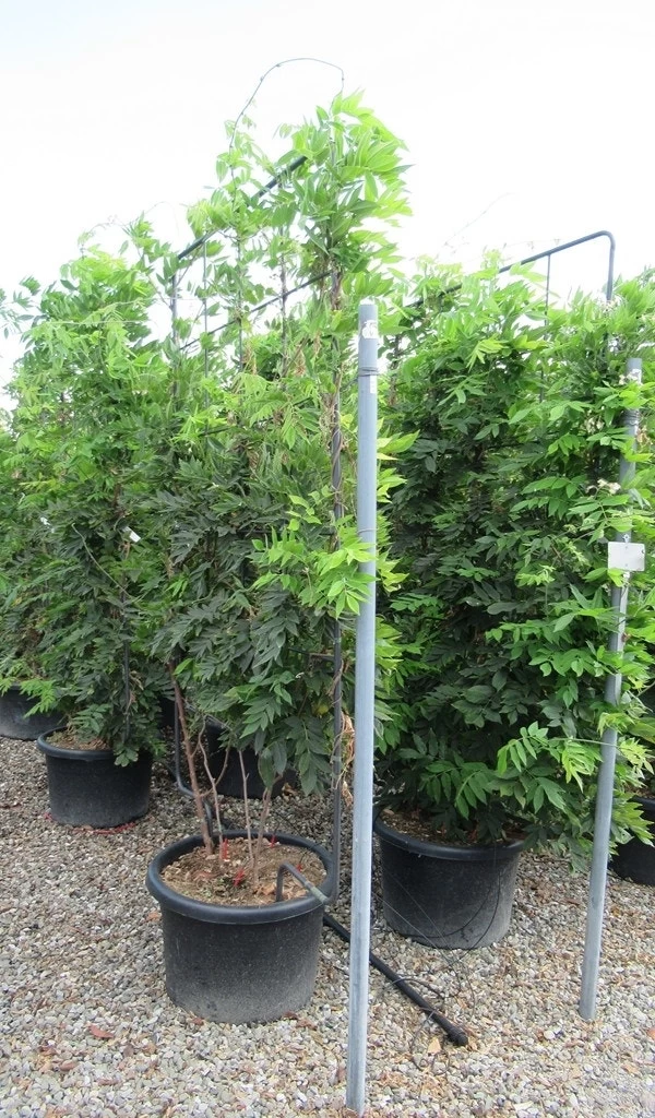 Blauwe Regen Als Leivorm (Wisteria Brachybotrys 'Yokohama Fuji') - Afbeelding 8