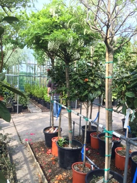 Blauwe Regen Als Boom (Wisteria Sinensis 'Alba') - Afbeelding 2