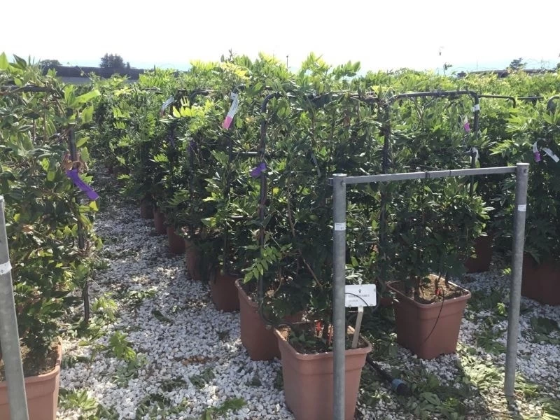 Blauwe Regen Als Leivorm (Wisteria Brachybotrys 'Yokohama Fuji') - Afbeelding 3