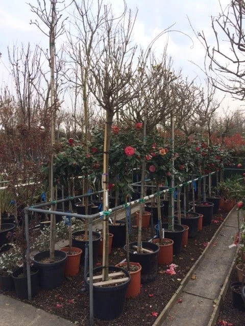 Blauwe Regen Als Boom (Wisteria Sinensis 'Alba') - Afbeelding 3