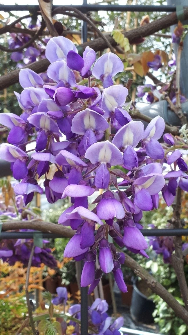 Blauwe Regen Als Leivorm (Wisteria Brachybotrys 'Yokohama Fuji') - Afbeelding 9