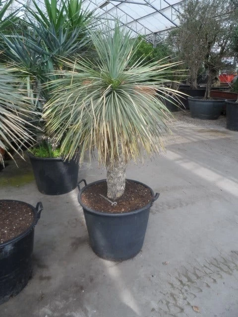 Palmlelie (Yucca Rostrata)