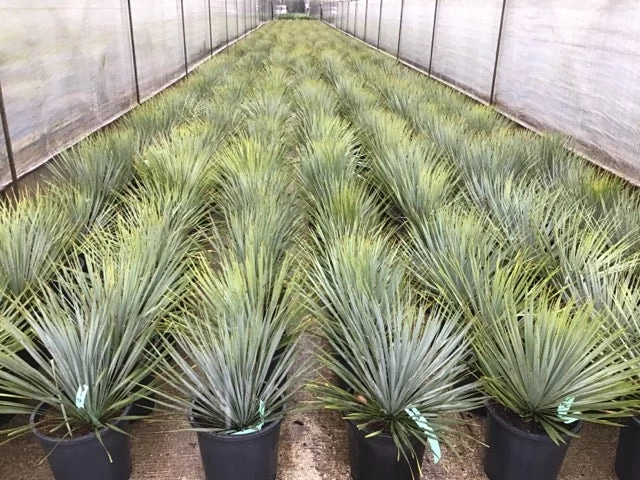 Palmlelie (Yucca Rostrata) - Afbeelding 3