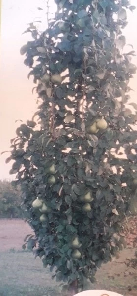 Zuil-peer (Pyrus Communis 'Obelisk') - Afbeelding 3